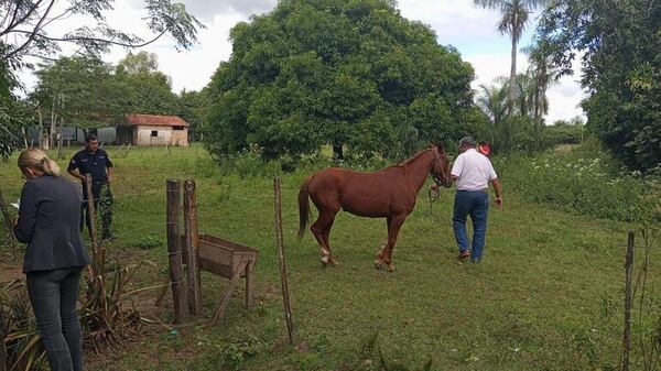 Detienen a un hombre y ordenan prisión para otros dos tras maltrato a una yegua - Nacionales - ABC Color