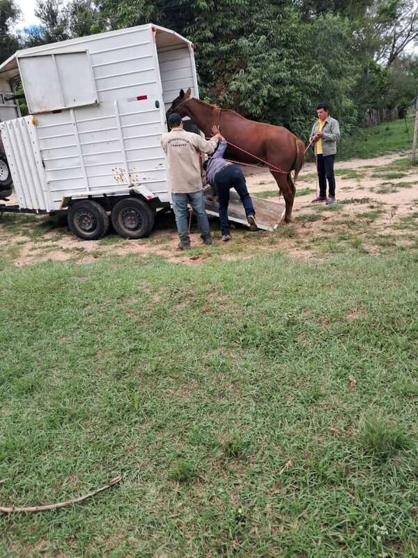 Yabebyry: caballo golpeado fue decomisado y trasladado a una fundación en Benjamín Aceval - Nacionales - ABC Color