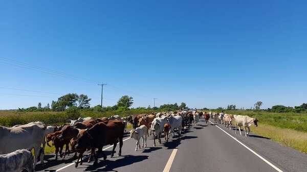 Ñeembucú: animales sueltos en rutas nacionales ya causaron una serie de accidentes de tránsito - Policiales - ABC Color