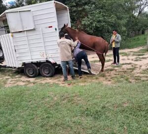 Caballo maltratado fue rescatado y entregado a una fundación: El dueño ya está preso