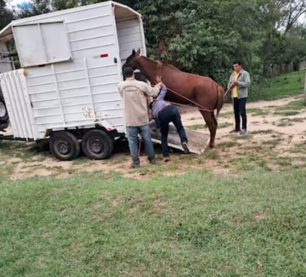 Caballo maltratado fue rescatado y entregado a una fundación: El dueño ya está preso