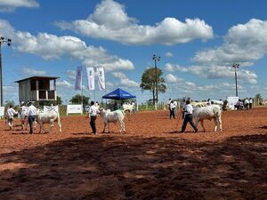 Expo Canindeyú destacó avances en ganadería de confinamiento y agricultura moderna