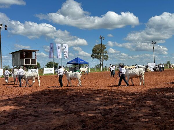 Expo Canindeyú destacó avances en ganadería de confinamiento y agricultura moderna