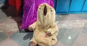 Diario HOY | Lo que contenía un inofensivo peluche de capibara