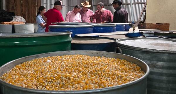 Pequeños agricultores de Edelira se suman a trabajos de producción de semillas certificadas