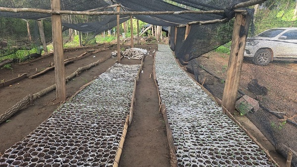 SENAD desmantela el mayor invernadero de marihuana modificada del país