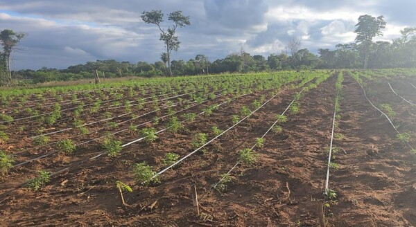 Golpe de USD 30 millones al narcotráfico con destrucción del mayor invernadero de marihuana modificada - .::Agencia IP::.
