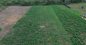 Diario HOY | Desmantelan el mayor invernadero de marihuana “premium” del país