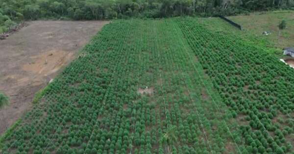 Diario HOY | Desmantelan el mayor invernadero de marihuana “premium” del país