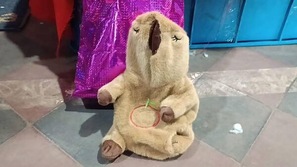 Senad encuentra droga oculta en peluche de capibara en Concepción - Unicanal