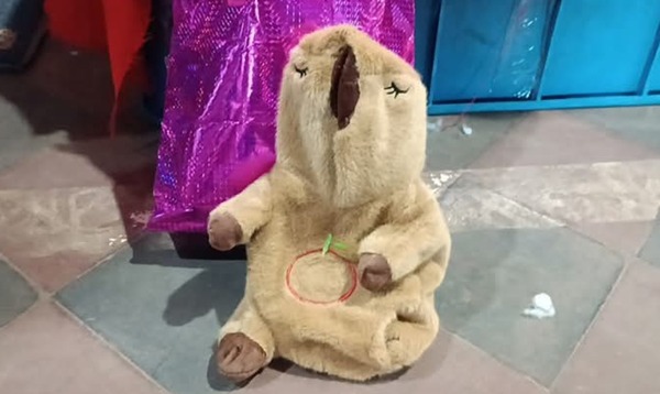 Concepción: Capibara de peluche escondía cocaína y drogas sintéticas en encomienda - ADN Digital