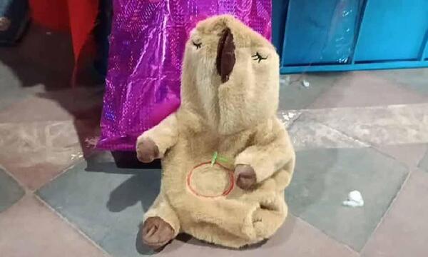 Senad halla un peluche de capibara con cocaína, éxtasis y LSD en Concepción – Prensa 5
