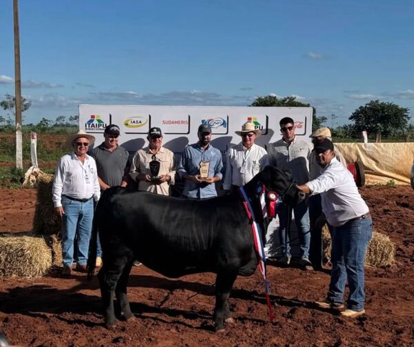 Expo Canindeyú muestra avances en volumen y nivel de animales Brangus