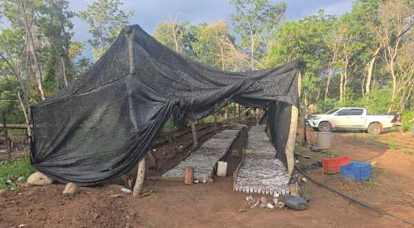 Desmantelan el mayor invernadero de marihuana modificada del país - 1000 Noticias