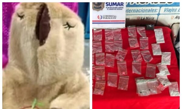 ¡En peluche de capibara viajaba solo en un bus y tenía drogas escondidas!