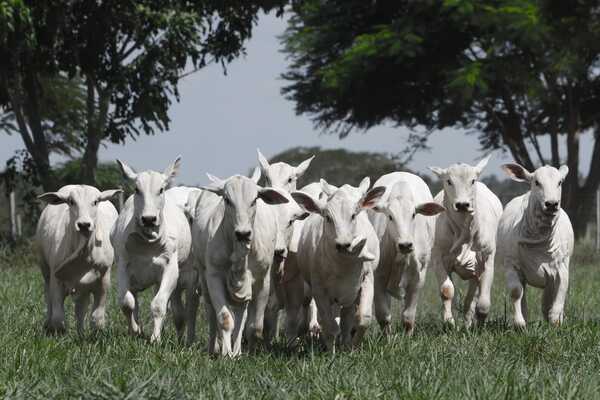 Ferusa remata más de 600 vacunos de invernada en feria de la Nelore