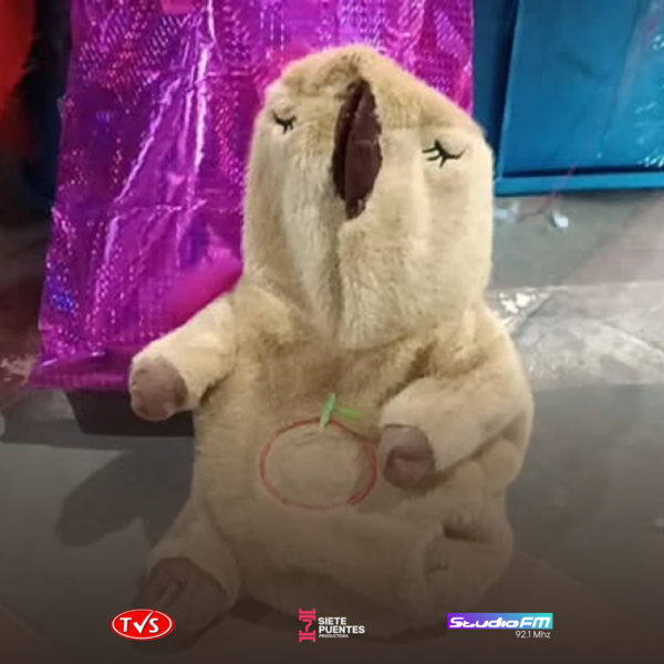 SENAD DESCUBRE PELUCHE DE CAPIBARA RELLENO DE COCAÍNA, ÉXTASIS Y LSD EN CONCEPCIÓN - TVS