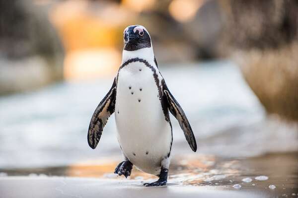 Pingüino causó accidente de helicóptero en Sudáfrica: te contamos cómo - Ciencia - ABC Color