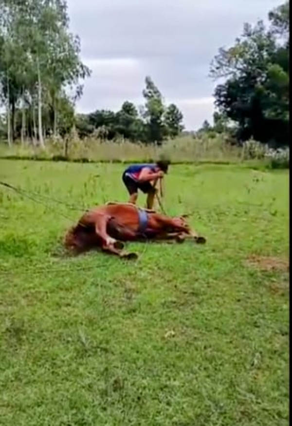 Caballo cruelmente torturado no sería el único caso y piden pena severa para culpables ante dolor ciudadano generalizado – La Mira Digital