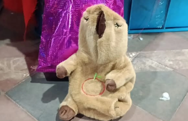 Senad incauta drogas en peluche de capibara en Concepción