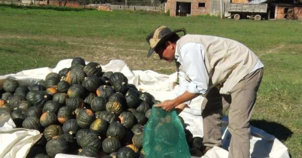 La Nación / Prevén primer envío de zapallo a Uruguay