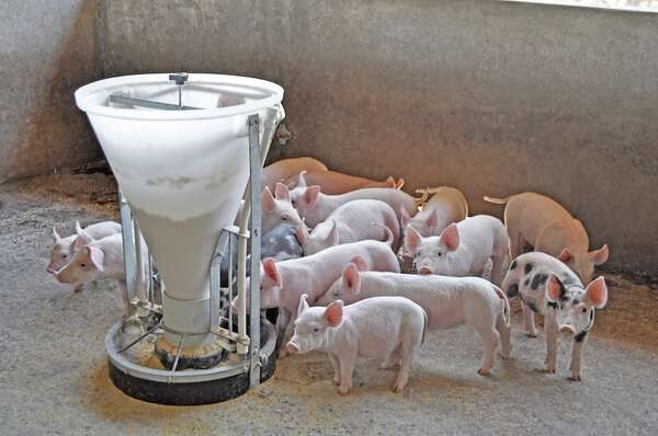 Carne porcina: consumo subió a 10 kilos por persona - ABC Campo - ABC Color