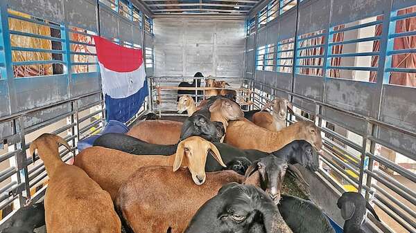 Ovinos de élite exportados a Argentina - ABC Campo - ABC Color