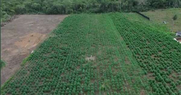 La Nación / Senad desmantela el mayor invernadero de marihuana