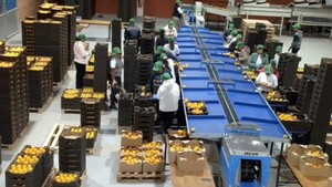 Cerca de 34.000 kilos de caqui ya fueron a Europa