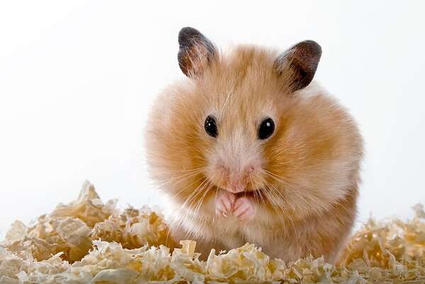 Día Mundial del Hámster: guía para tener tu primer animalito y qué saber antes de adoptarlo - Mascotas - ABC Color