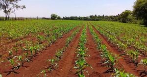 La Nación / Resaltan que buenas prácticas en el campo mitigaron el impacto de la sequía