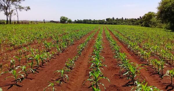 La Nación / Resaltan que buenas prácticas en el campo mitigaron el impacto de la sequía
