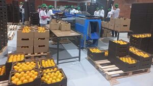 Casi 34.000 kilos de caqui ya fueron exportados a Europa - .::Agencia IP::.