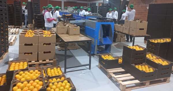 Diario HOY | Producción de caqui: proyectan exportación de 600.000 kilos a Europa
