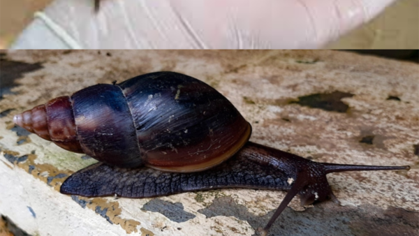 Confirman presencia de caracol africano en Triple Frontera y recolectan 50 ejemplares