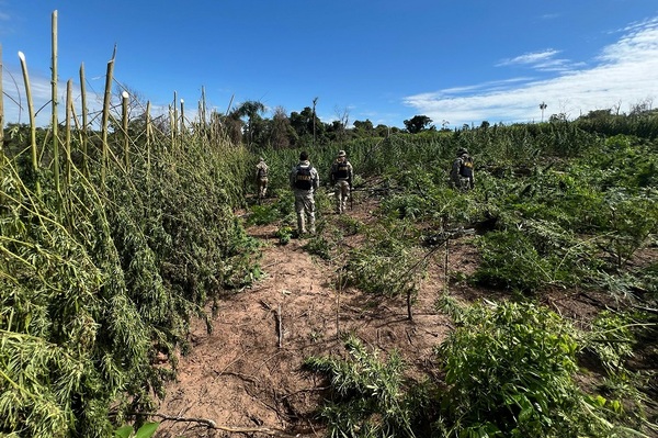 SENAD anuló cultivos de cannabis en Villa Ygatimi