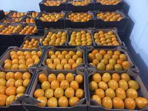 Paraguay proyecta exportar 600.000 kilos de caqui a Europa - 1000 Noticias