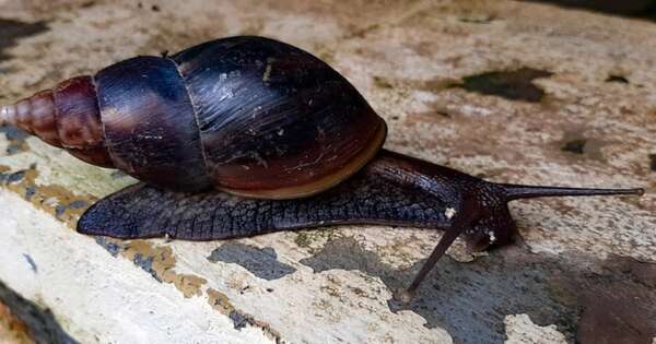 La Nación / Confirman presencia de caracol gigante africano