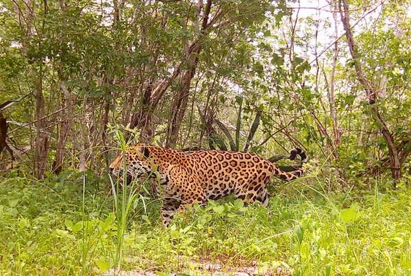 Tech4Nature: algoritmos e IA cuidan una “guardería de jaguares” en México - Ciencia - ABC Color