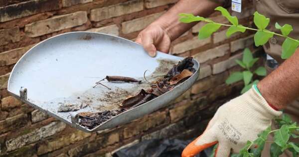 La Nación / Senepa implementa estrategias para prevenir enfermedades transmitidas por mosquitos