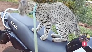 Mostró a un tirika atado en TikTok y el rollo le cañeó por maltratador