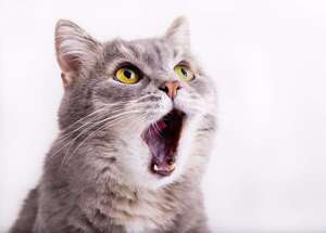 Mundo de gatos: cómo interpretar maullidos, parpadeos y otros códigos felinos - Mascotas - ABC Color