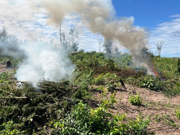 Erradican cultivos ilícitos e incautan marihuana lista en Villa Ygatimi - 1000 Noticias