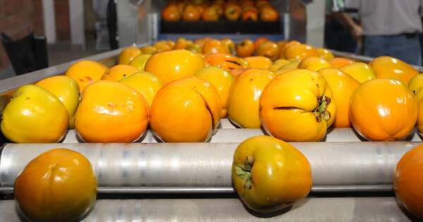 La Nación / Casi 34.000 kilos de caqui fueron exportados al mercado europeo