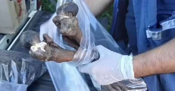 Diario HOY | Buscaba miel de abejas y acabó encontrando restos óseos