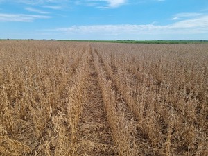 Piden mantener soluciones financieras por baja campaña agrícola