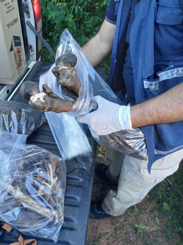 Iturbe: encuentran restos óseos que serían de un hombre desaparecido desde 2023 - Policiales - ABC Color