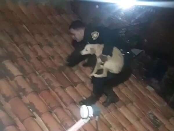 Insólito rescate: un perro quedó atrapado en el techo de una casa - Policiales - ABC Color