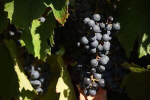 Día del Tannat: 14 de abril, un día para celebrar esta cepa representativa del Uruguay - Gastronomía - ABC Color