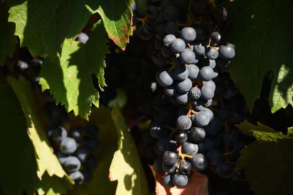 Día del Tannat: 14 de abril, un día para celebrar esta cepa representativa del Uruguay - Gastronomía - ABC Color